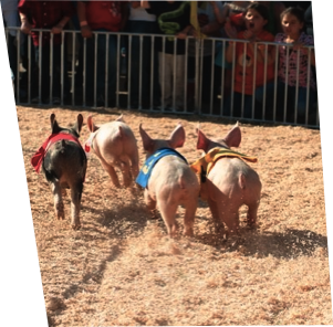 pigs running